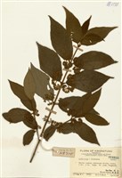 藏品(杜虹花)的圖片